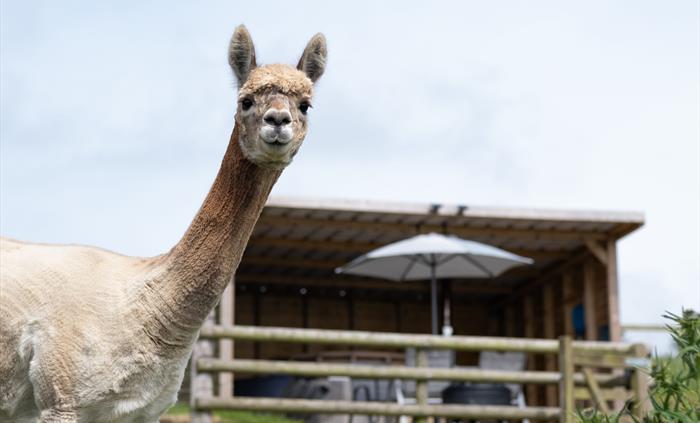 Alpacas Rest, Wales